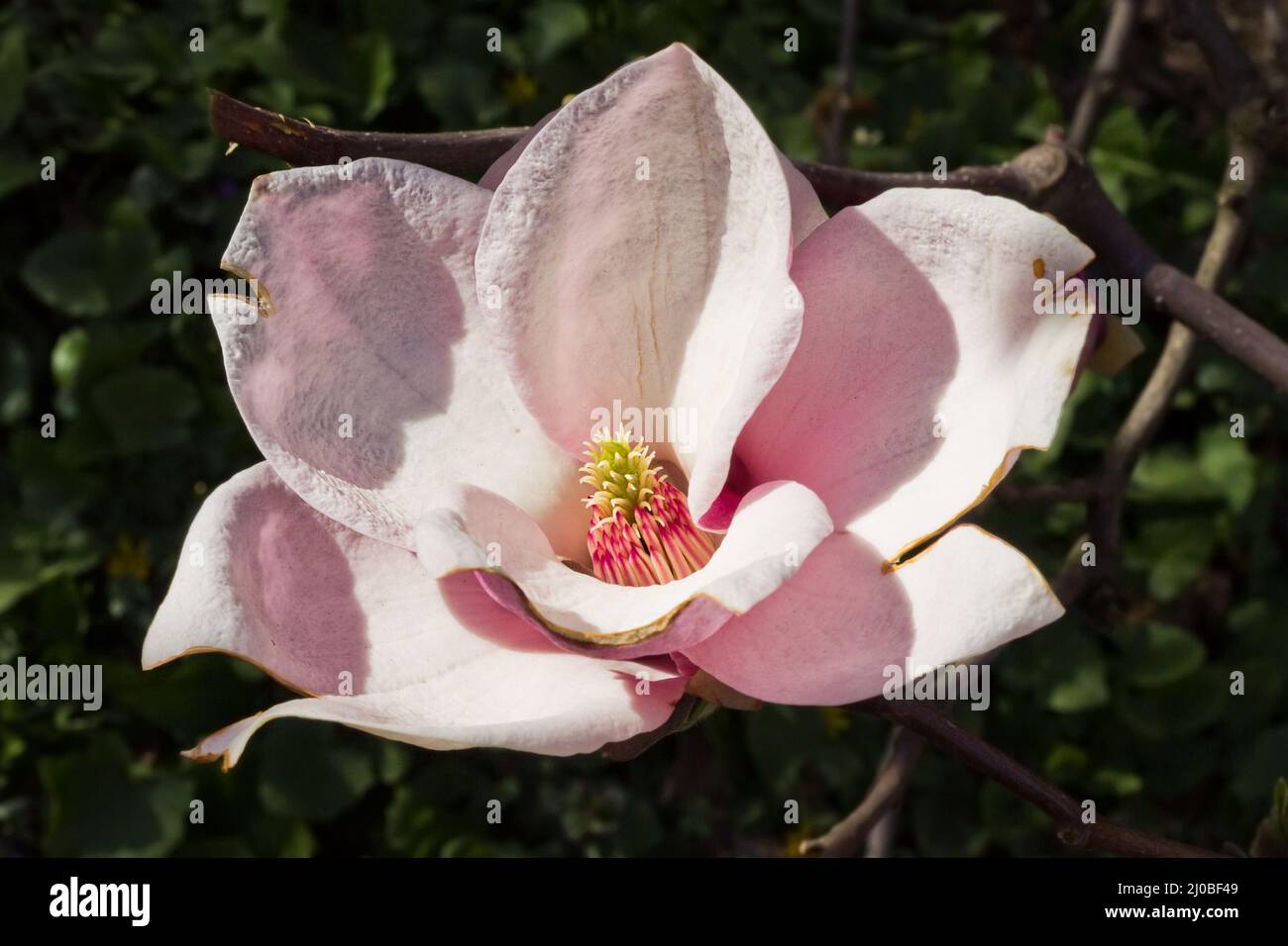 Fleur blanche et rose Magnolia soulangeana gros plan Photo Stock - Alamy