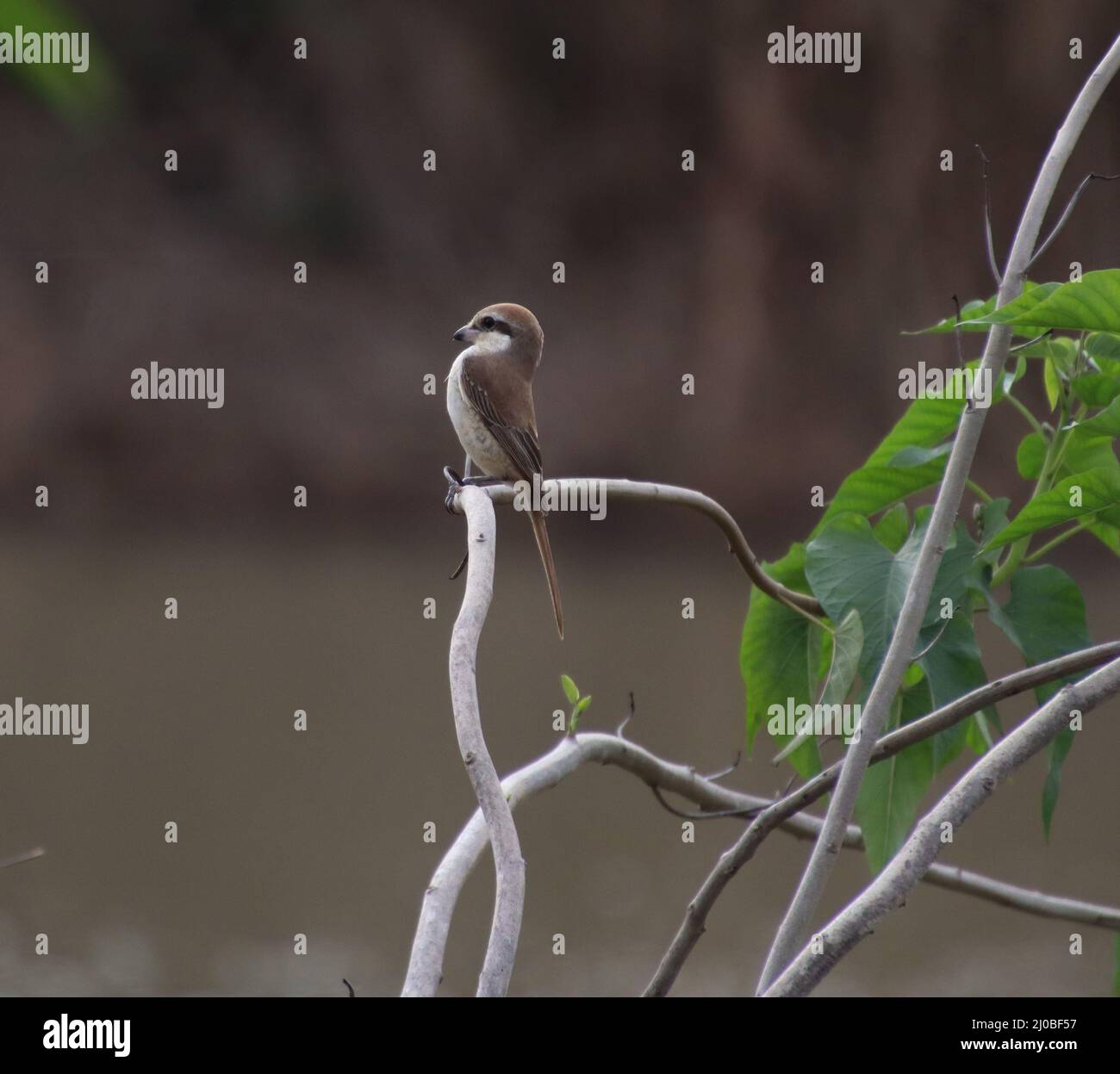 oiseau assis sur la branche d'arbre Banque D'Images