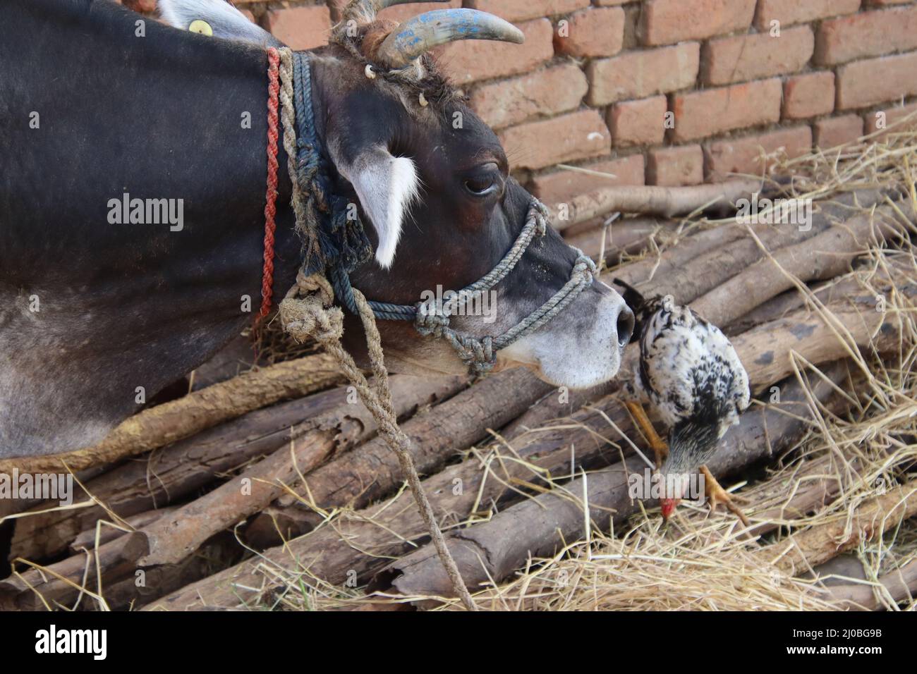 la vache mange de l'herbe verte Banque D'Images