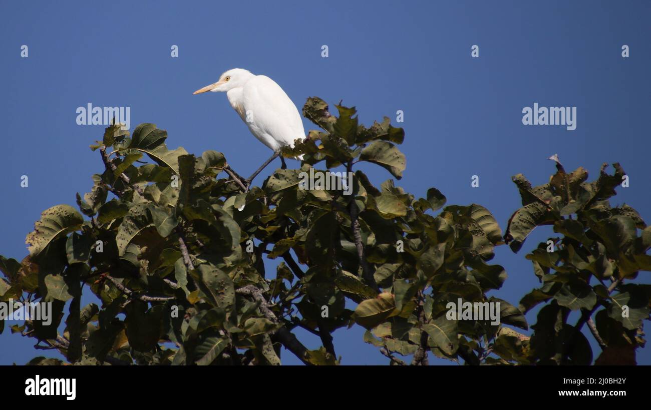 heron assis sur une branche d'arbre Banque D'Images