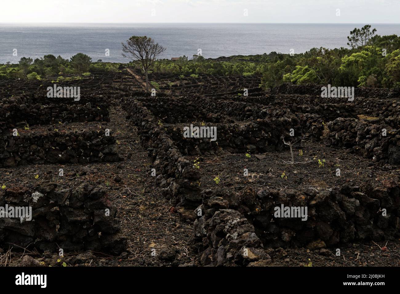 Paysage du vignoble de Pico Island Culture, site du patrimoine mondial, Açores Banque D'Images