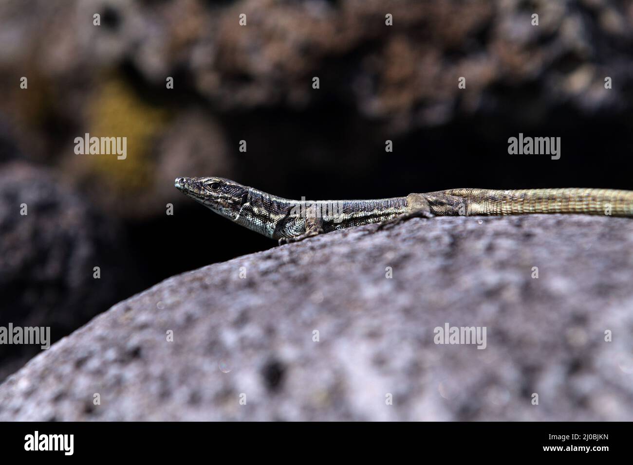 Teira dugesii, Lacerta dugesii, lézard mural de Madère Banque D'Images