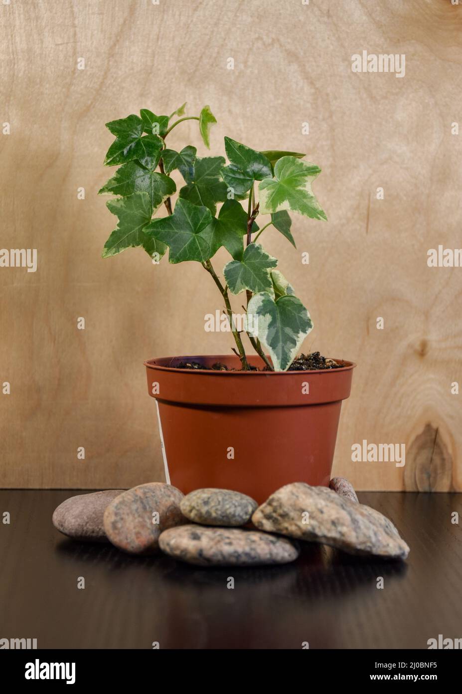 Hedera Helix glacier commune ivy plante dans un pot avec des rochers à l'intérieur, bois en arrière-plan Banque D'Images