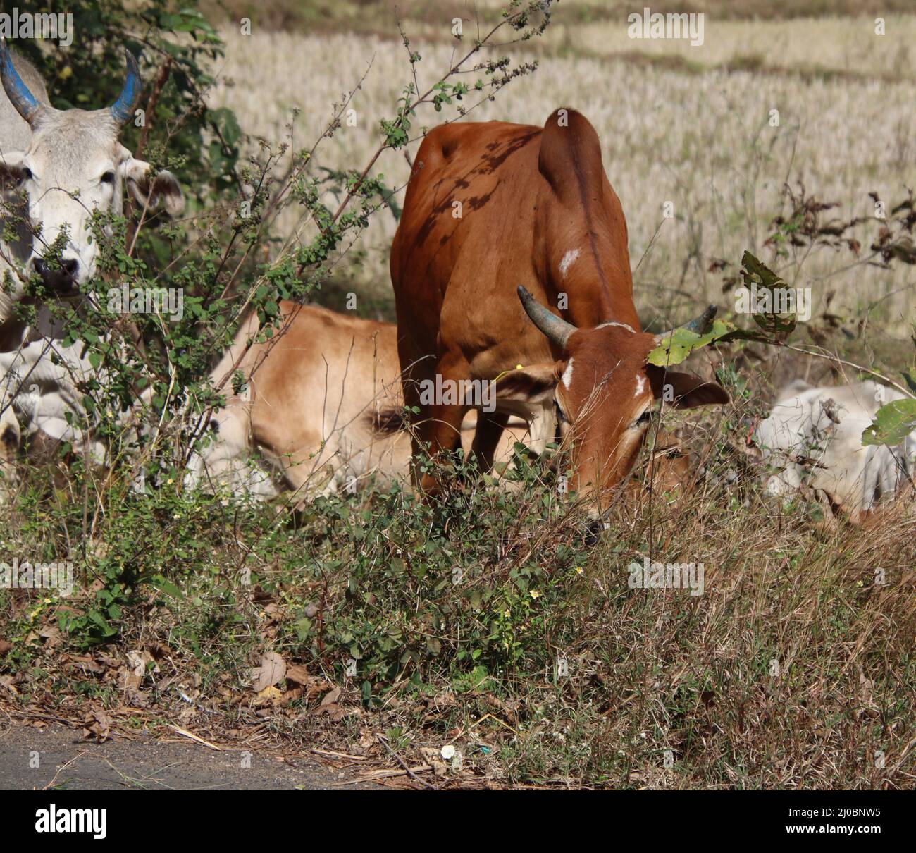 la vache mange de l'herbe verte Banque D'Images