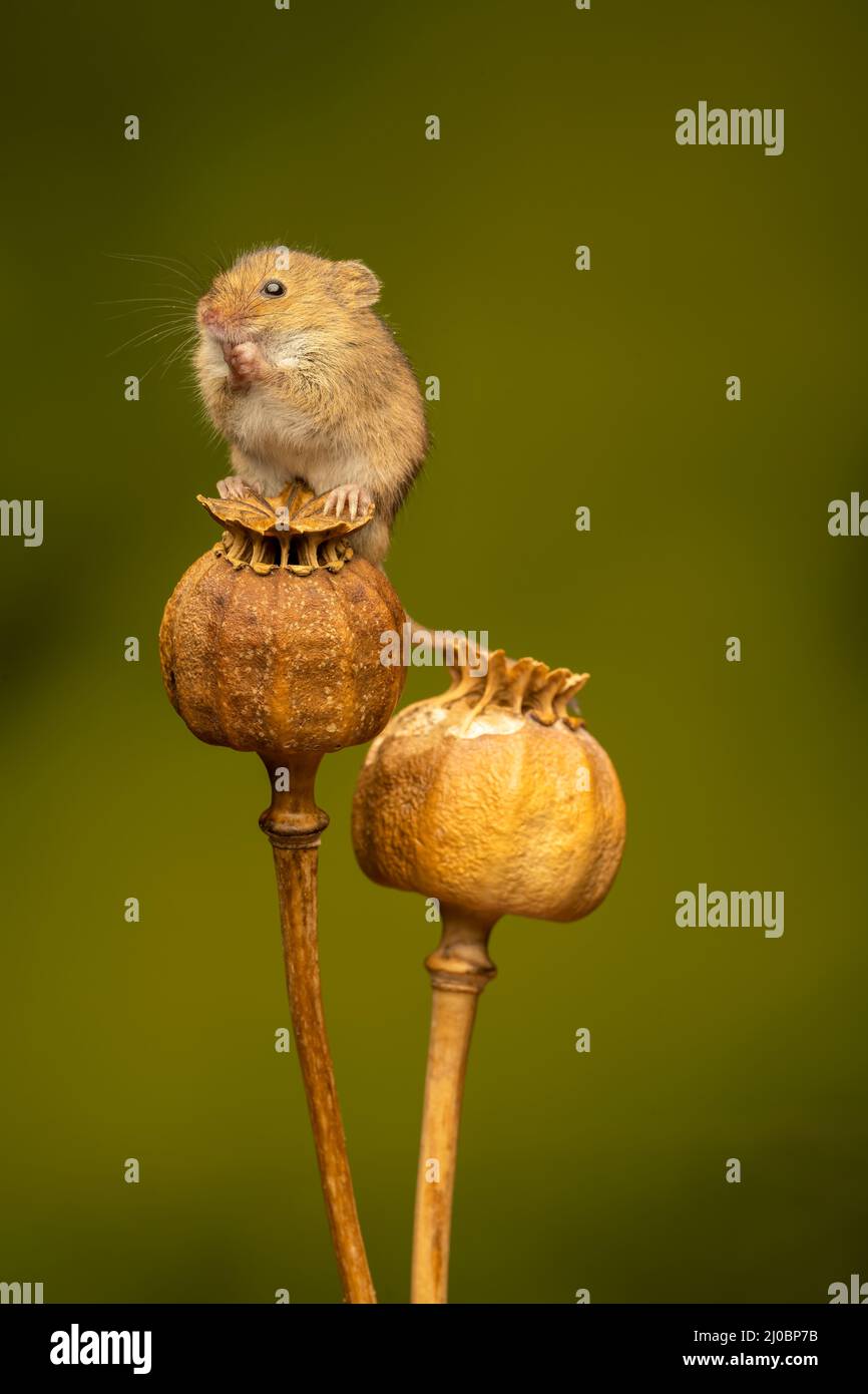 Une souris de récolte femelle (Micromys minutus), assise sur les têtes de graines séchées d'un coquelicot Banque D'Images