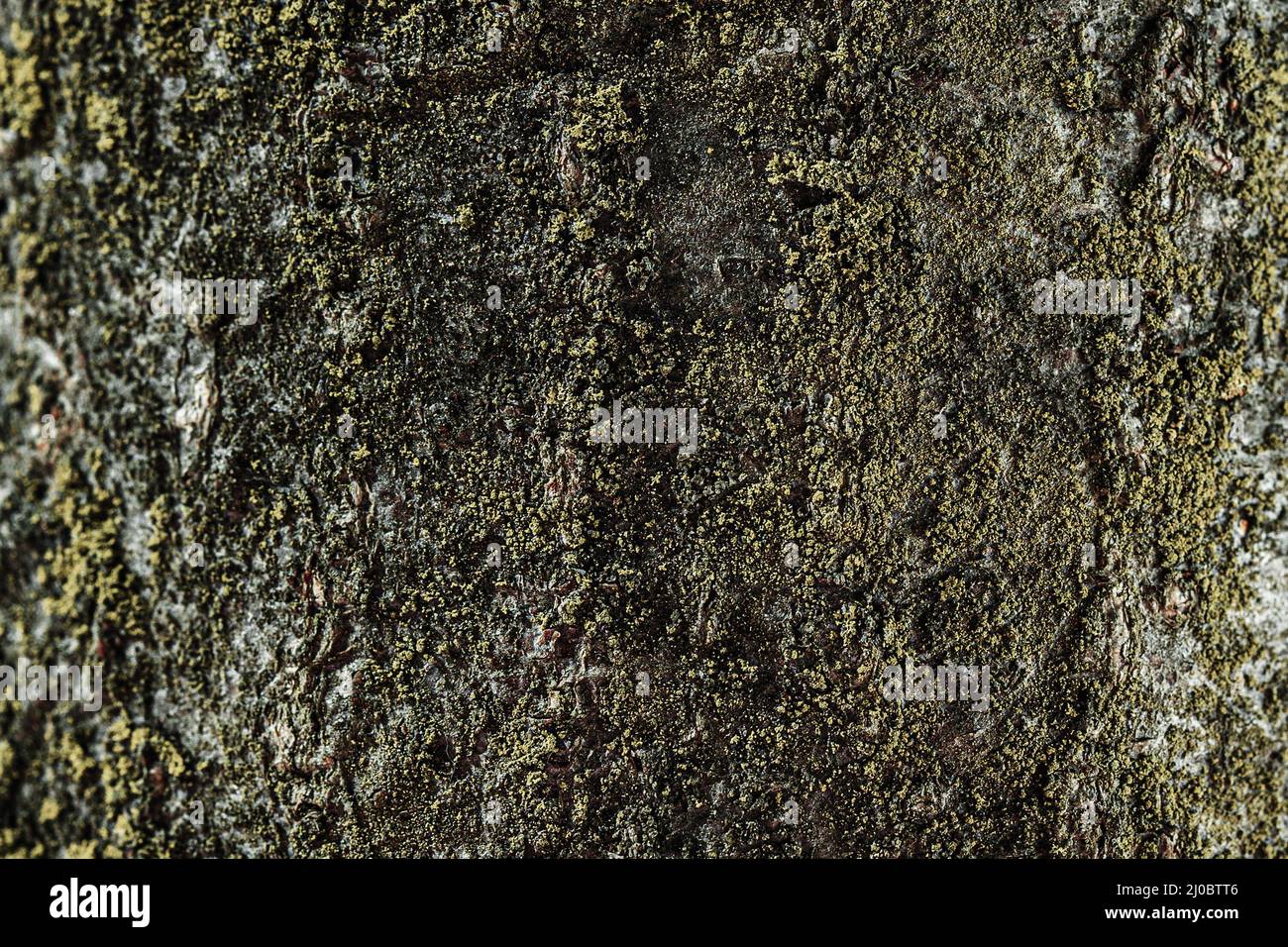 Texture de l'écorce de l'arbre. Texture de relief de l'écorce brune de l'arbre avec de la mousse verte dessus. . Banque D'Images