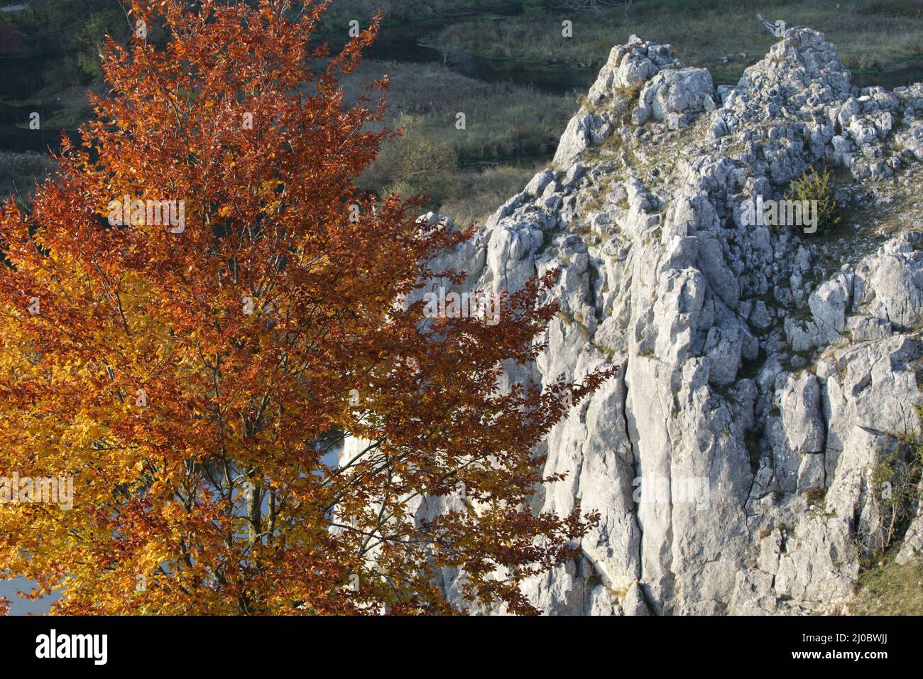 Formation de hêtre et de roche, Eselsburger Tal, Jura souabe, Allemagne Banque D'Images