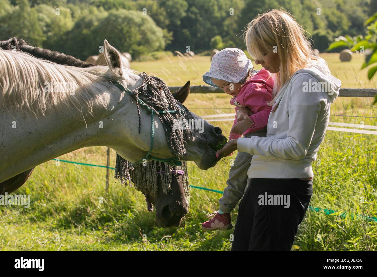 La mère et la fille sont nourris avec des chevaux d'herbe sur la ferme Banque D'Images