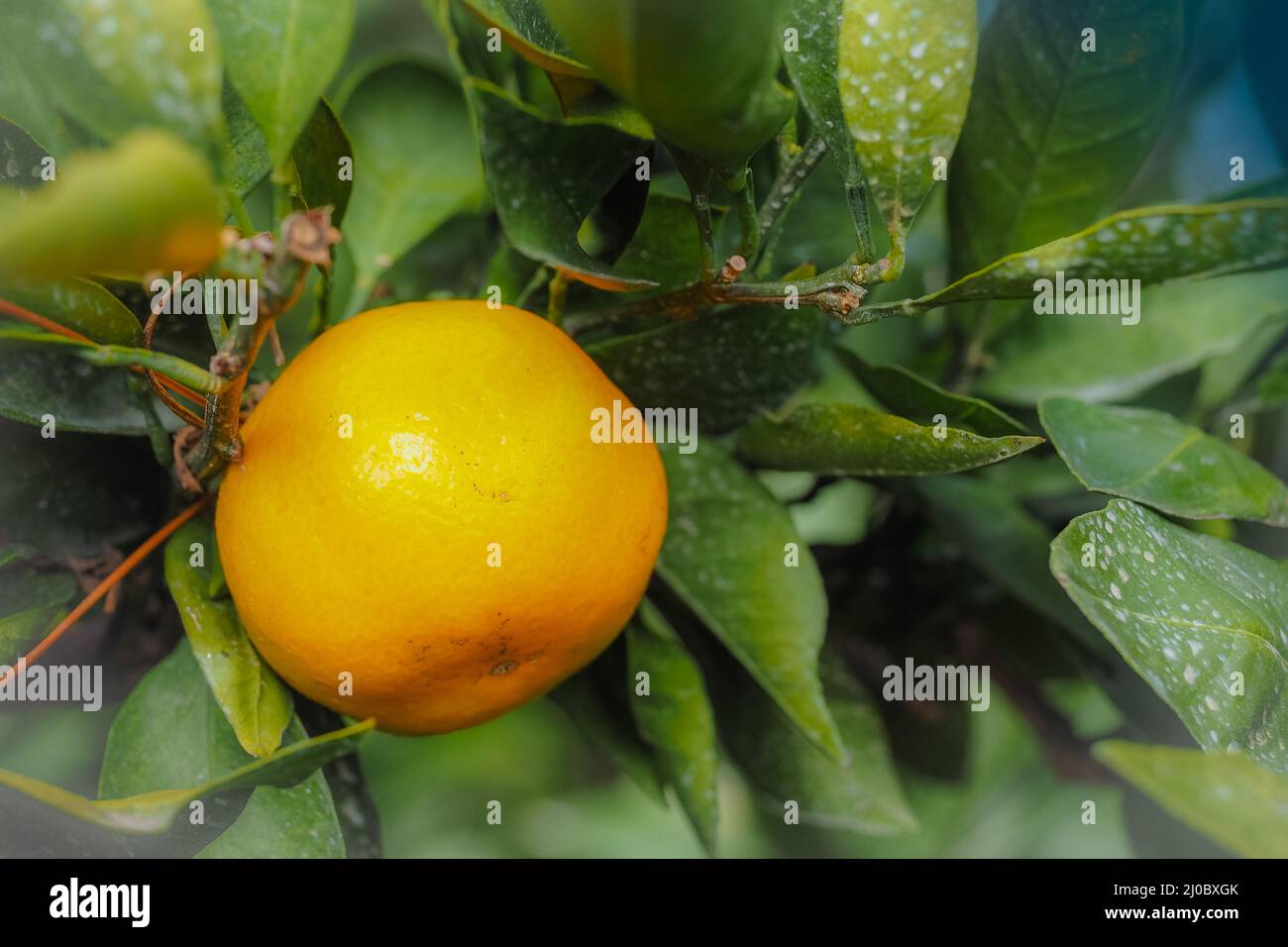 Close up gros fruits orange mandarine à Orange Farm à l'île de Jeju, Corée du Sud Banque D'Images