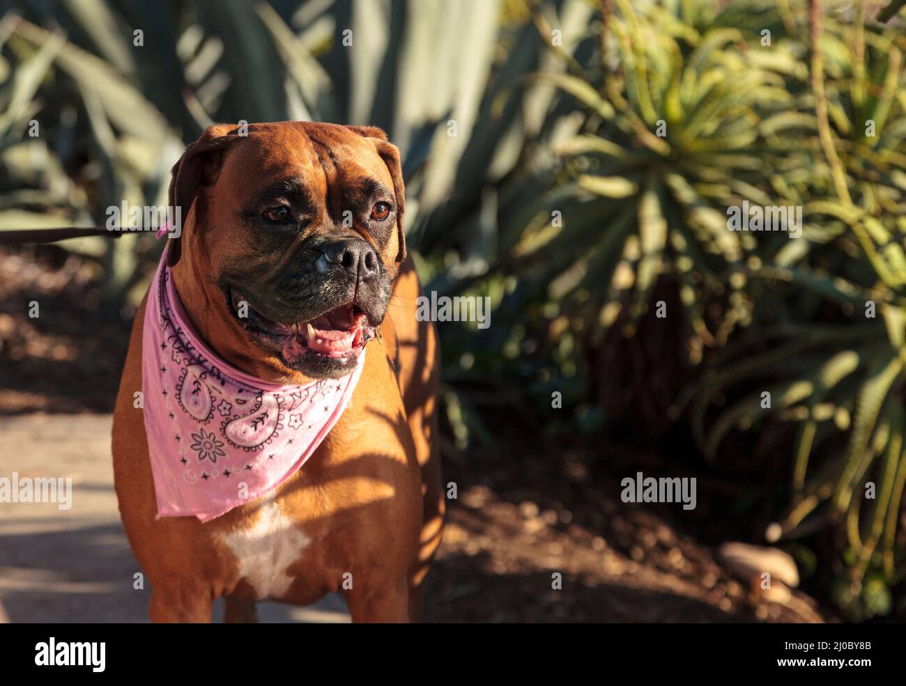 Friendly chien Boxer avec un bandana à l'échelle locale dog park Banque D'Images