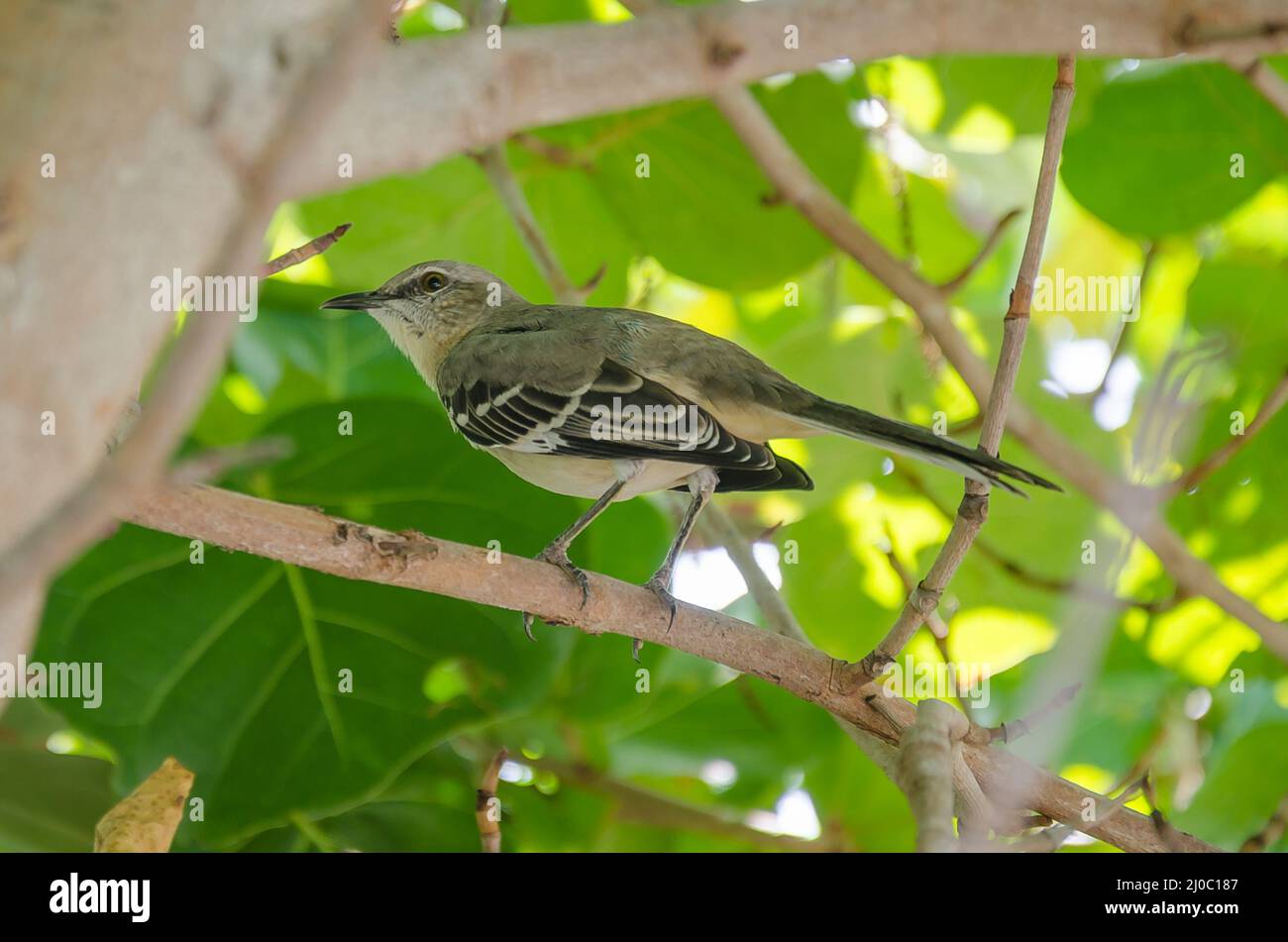 Oiseau noir et gris assis sur une branche Banque D'Images