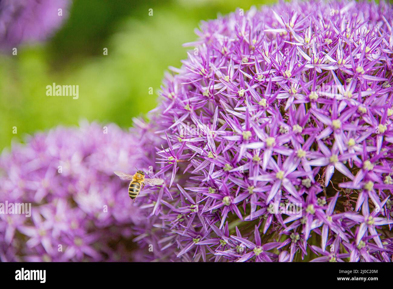 Abeille sur Allium Flower Purple Banque D'Images