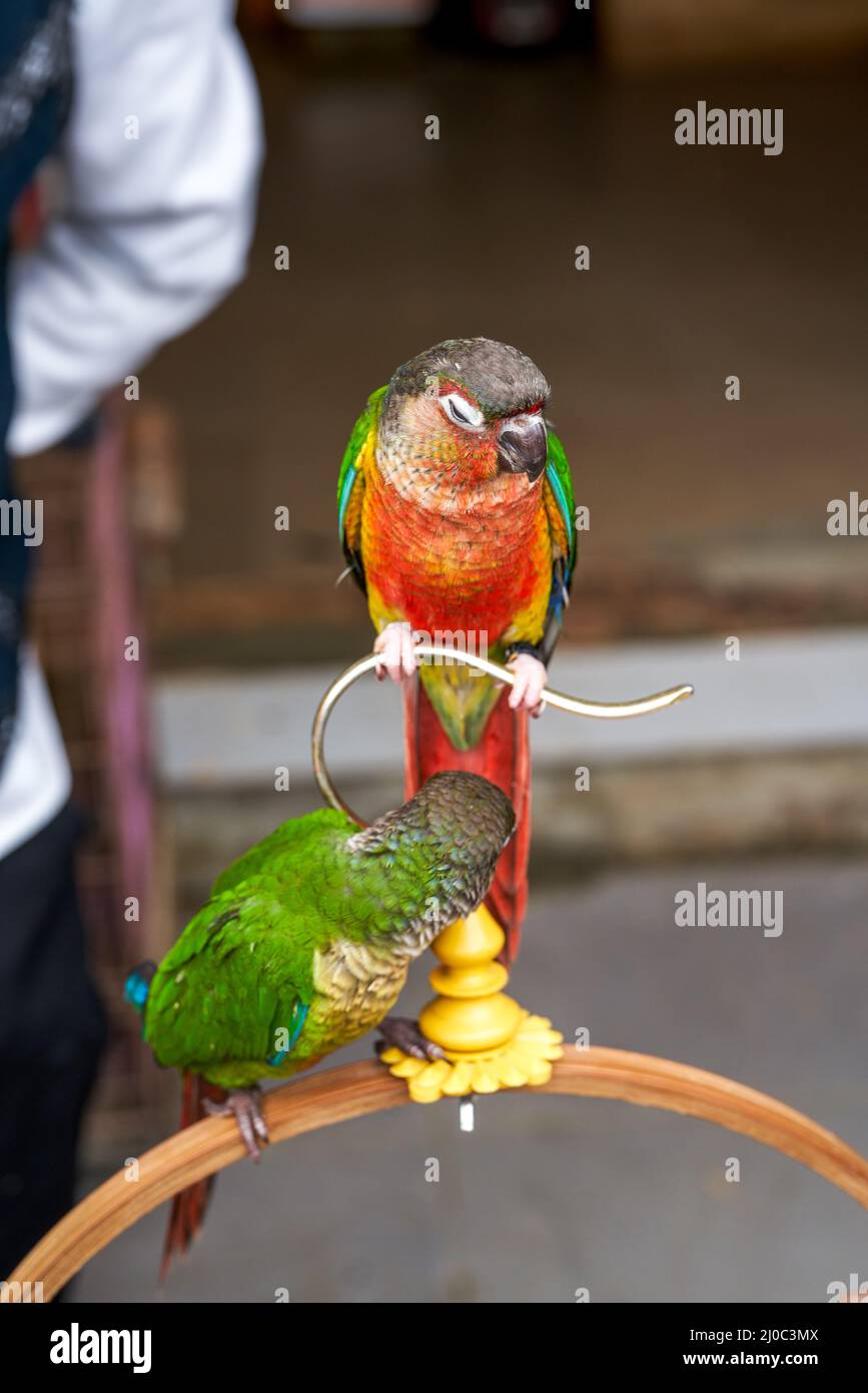 Un adorable perroquet pour animaux de compagnie est à portée de main Banque D'Images