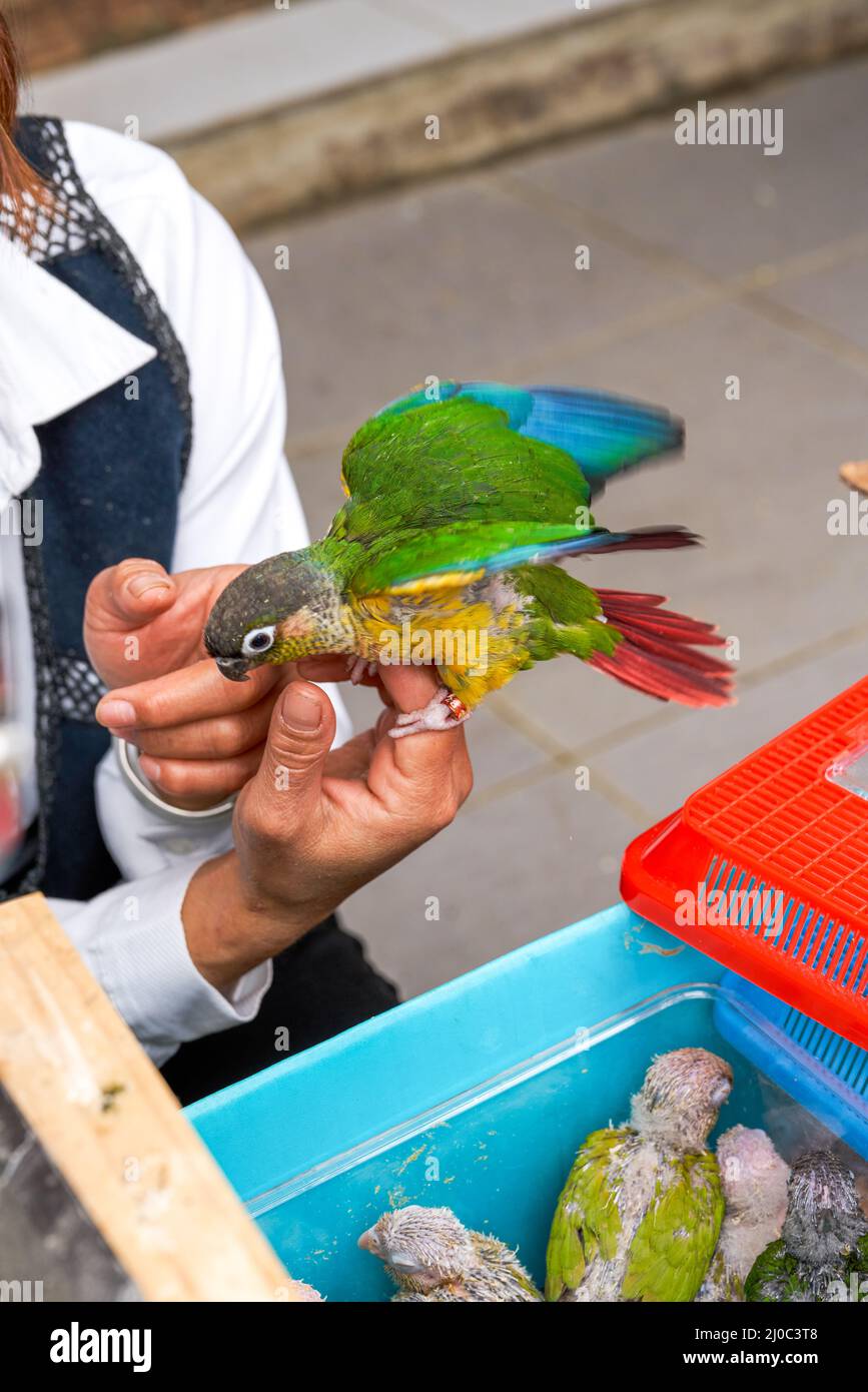 Un adorable perroquet pour animaux de compagnie est à portée de main Banque D'Images