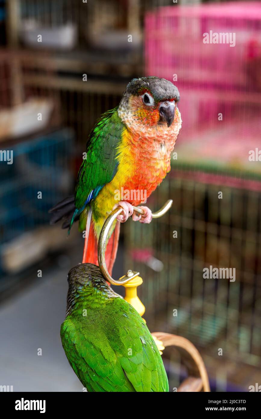 Un adorable perroquet pour animaux de compagnie est à portée de main Banque D'Images