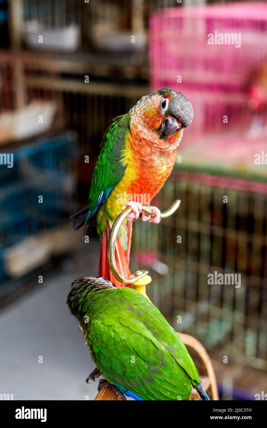 Un adorable perroquet pour animaux de compagnie est à portée de main Banque D'Images