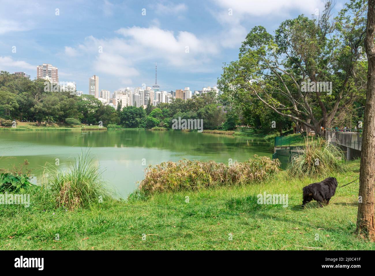 Homme et chien appréciant le parc Aclimacao à Sao Paulo Banque D'Images