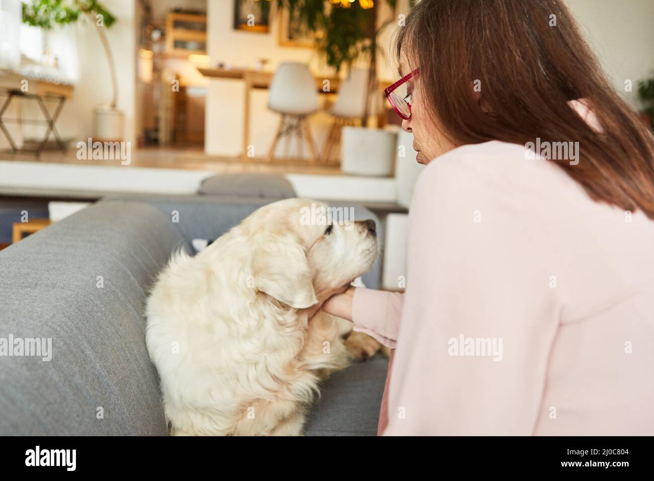 Femme âgée avec son chien d'animal de compagnie retriever sur un canapé à la maison pour l'amour des animaux et la thérapie Banque D'Images