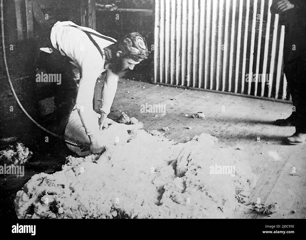 Tonte d'un mouton, Sheep Station, Australie, période victorienne Banque D'Images