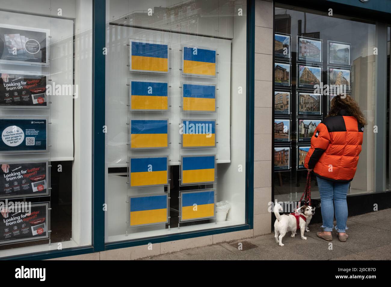 Glasgow, Royaume-Uni. 18 mars 2022. Les agents immobiliers du cityÕs West End montrent leur soutien à l'Ukraine alors qu'elle est envahie par la Russie, en affichant des drapeaux ukrainiens dans leurs fenêtres au lieu de listes de maisons, à Glasgow, au Royaume-Uni. 18 mars 2022. Crédit photo : Jeremy Sutton-Hibbert/Alay Live News. Banque D'Images