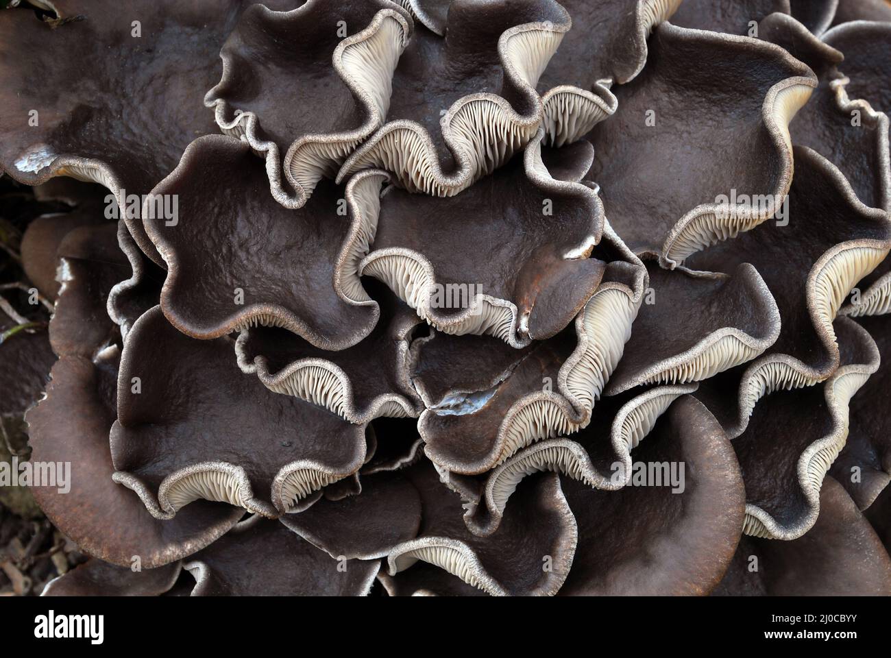 Poule du Bois. Grifola frondosa est un champignon polypore qui pousse à la base des arbres. Banque D'Images