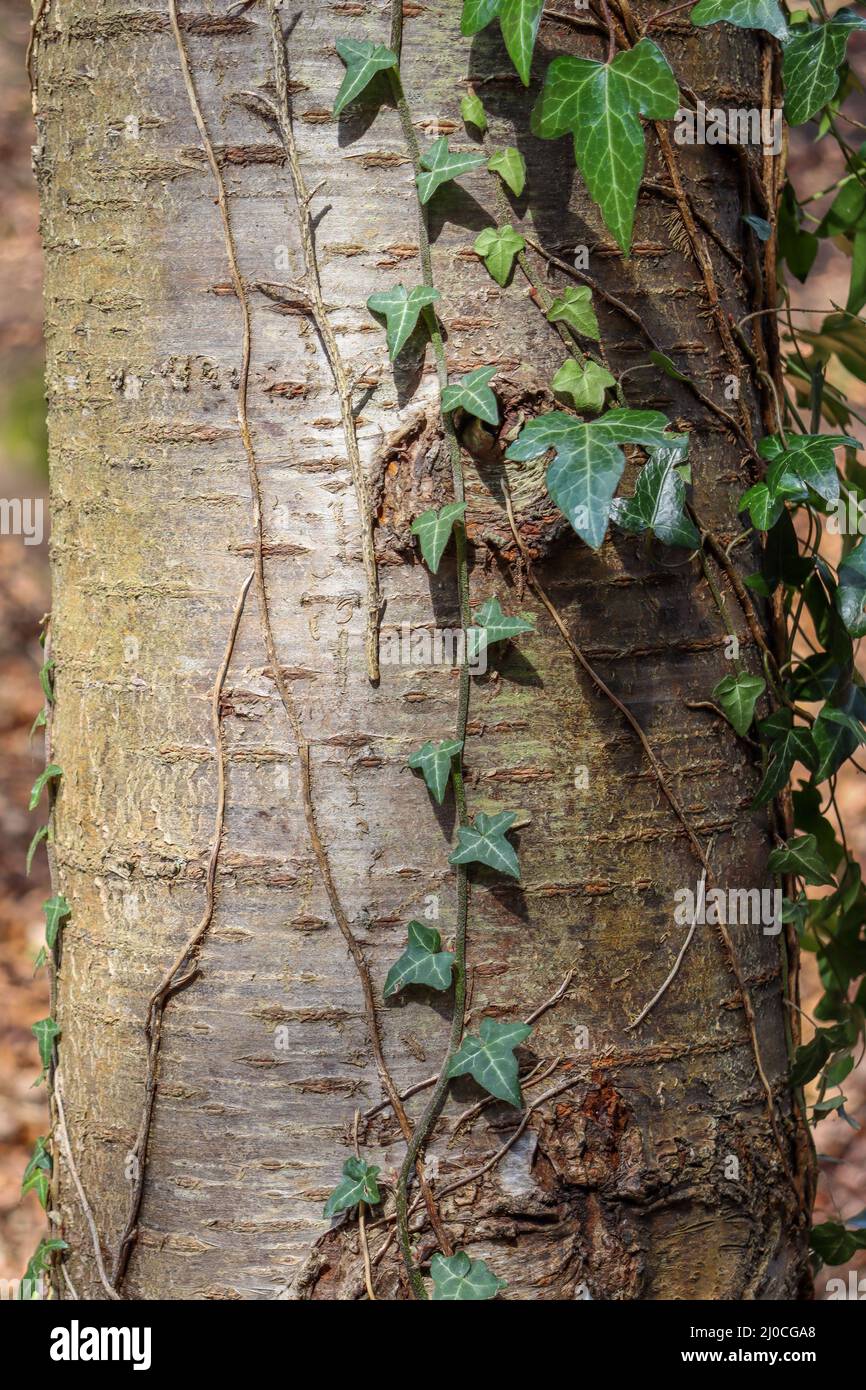 Écorce grise sur un tronc d'arbre, avec grimpe vert Ivy (Hedera) Banque D'Images