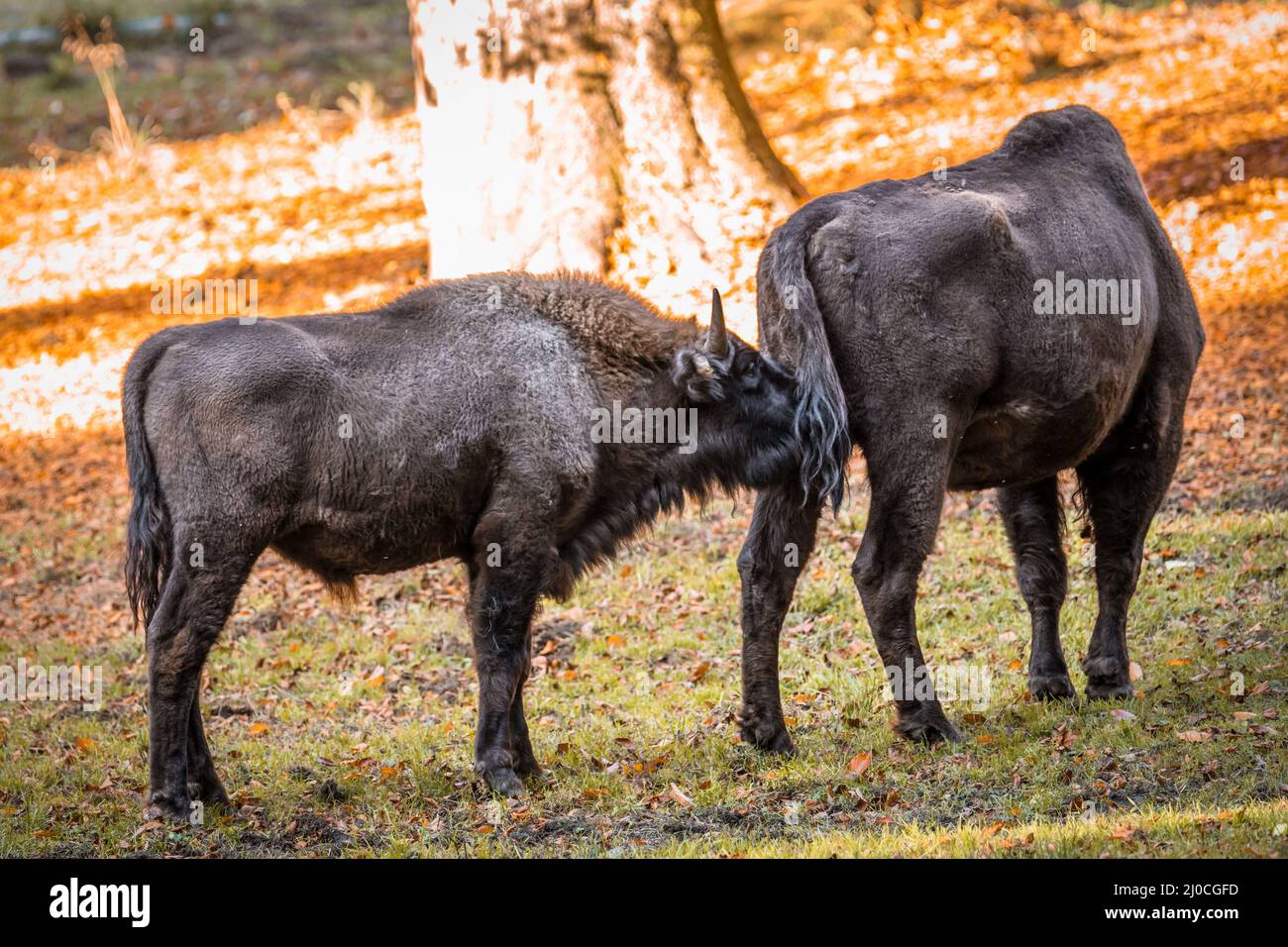 Wisent semblable au buffle dans un parc national dans la forêt bavaroise sur un jour d'automne ensoleillé d'or, Allemagne Banque D'Images