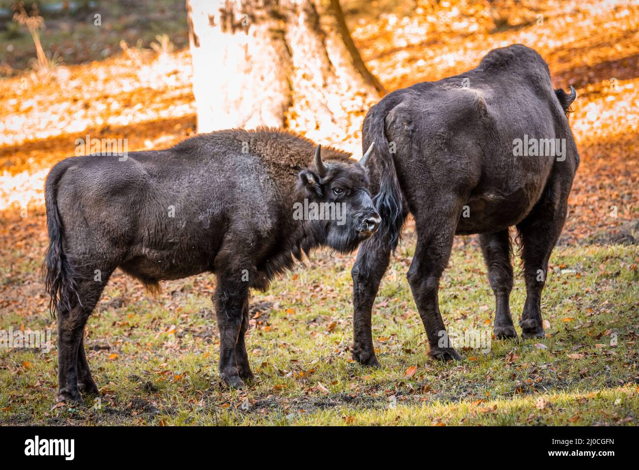 Wisent semblable au buffle dans un parc national dans la forêt bavaroise sur un jour d'automne ensoleillé d'or, Allemagne Banque D'Images
