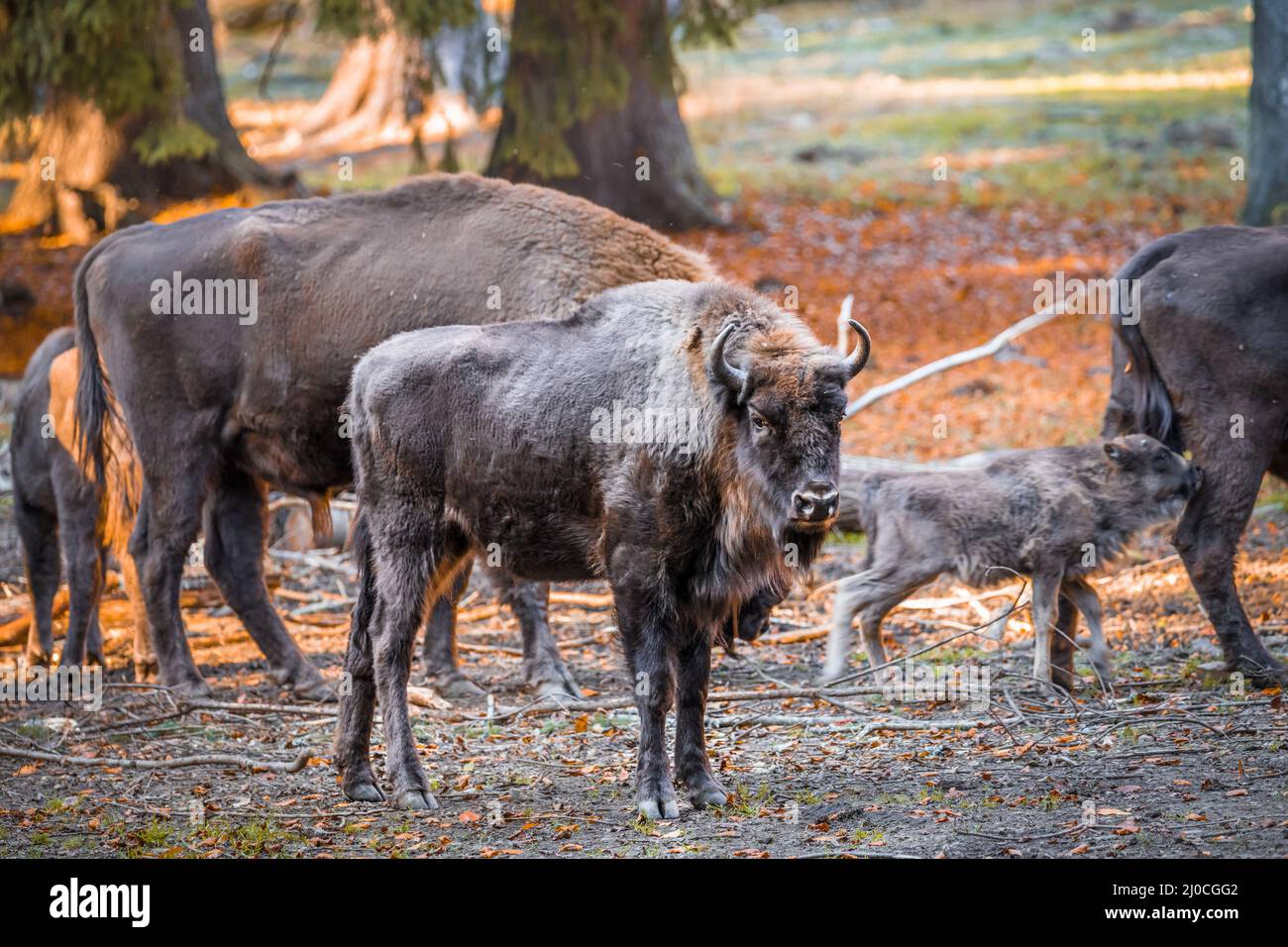 Wisent semblable au buffle dans un parc national dans la forêt bavaroise sur un jour d'automne ensoleillé d'or, Allemagne Banque D'Images
