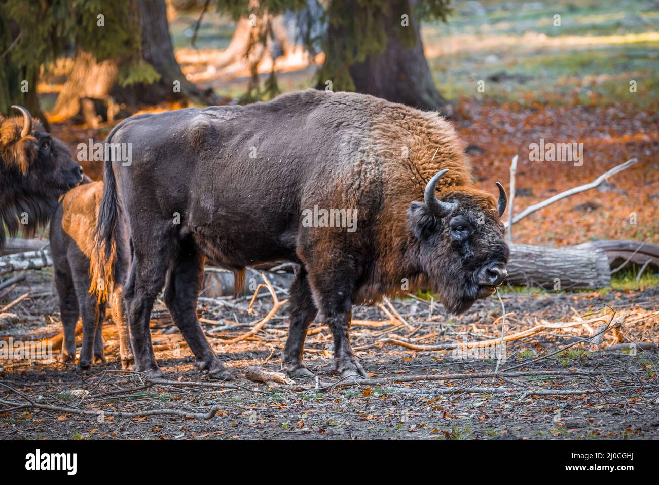 Wisent semblable au buffle dans un parc national dans la forêt bavaroise sur un jour d'automne ensoleillé d'or, Allemagne Banque D'Images