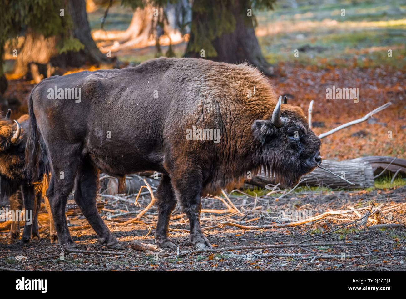 Wisent semblable au buffle dans un parc national dans la forêt bavaroise sur un jour d'automne ensoleillé d'or, Allemagne Banque D'Images