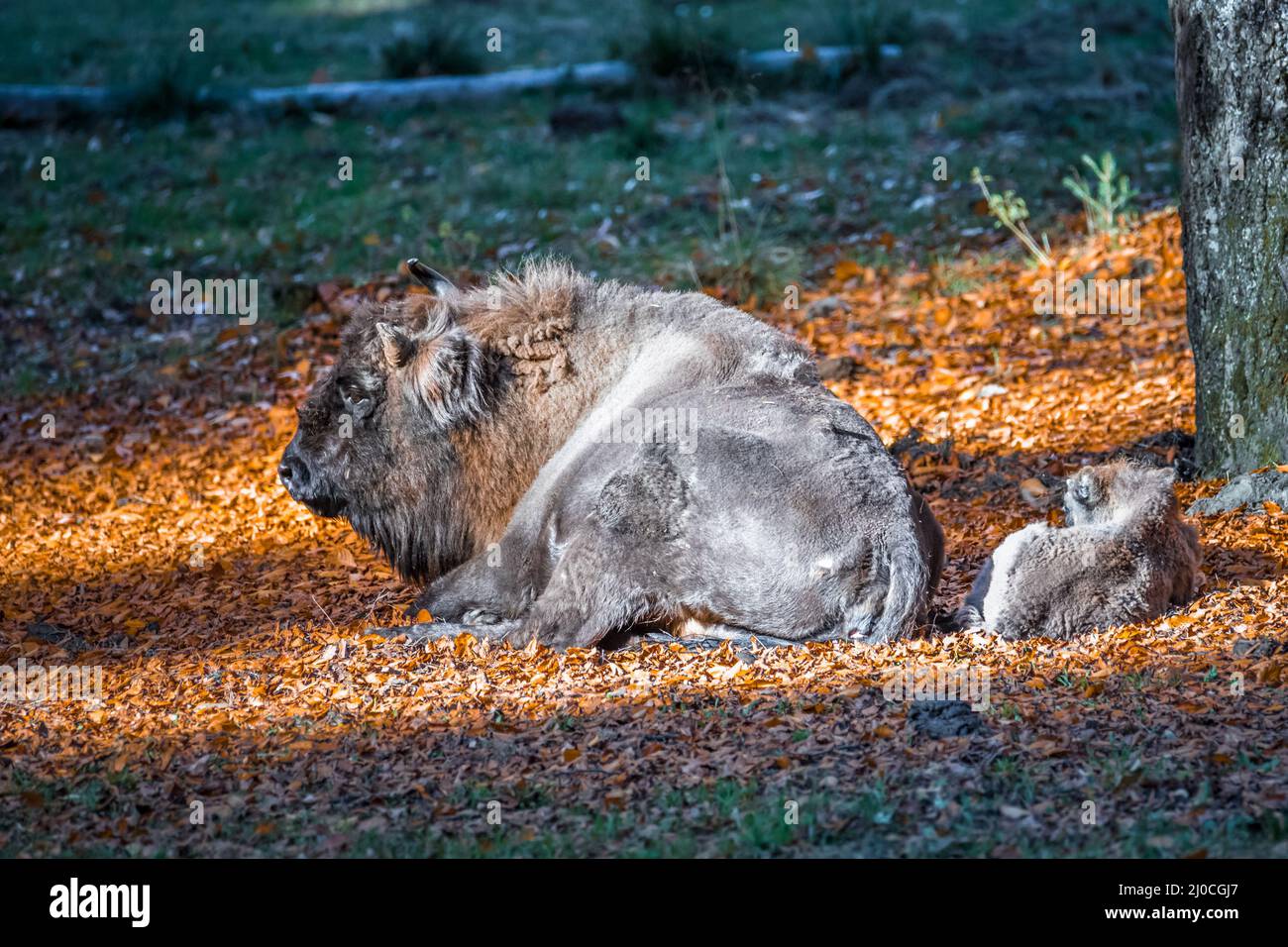 Wisent semblable au buffle dans un parc national dans la forêt bavaroise sur un jour d'automne ensoleillé d'or, Allemagne Banque D'Images