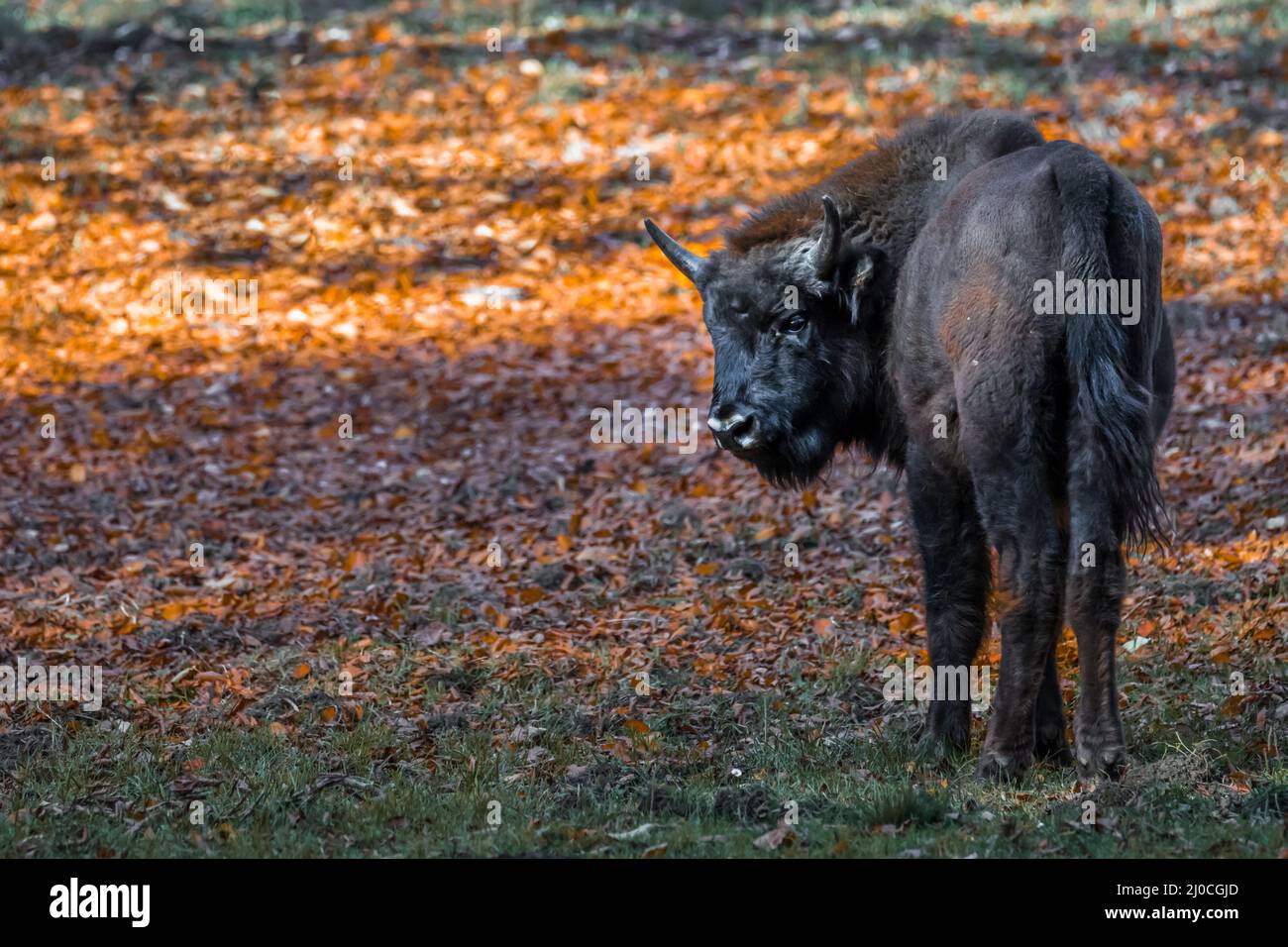 Wisent semblable au buffle dans un parc national dans la forêt bavaroise sur un jour d'automne ensoleillé d'or, Allemagne Banque D'Images
