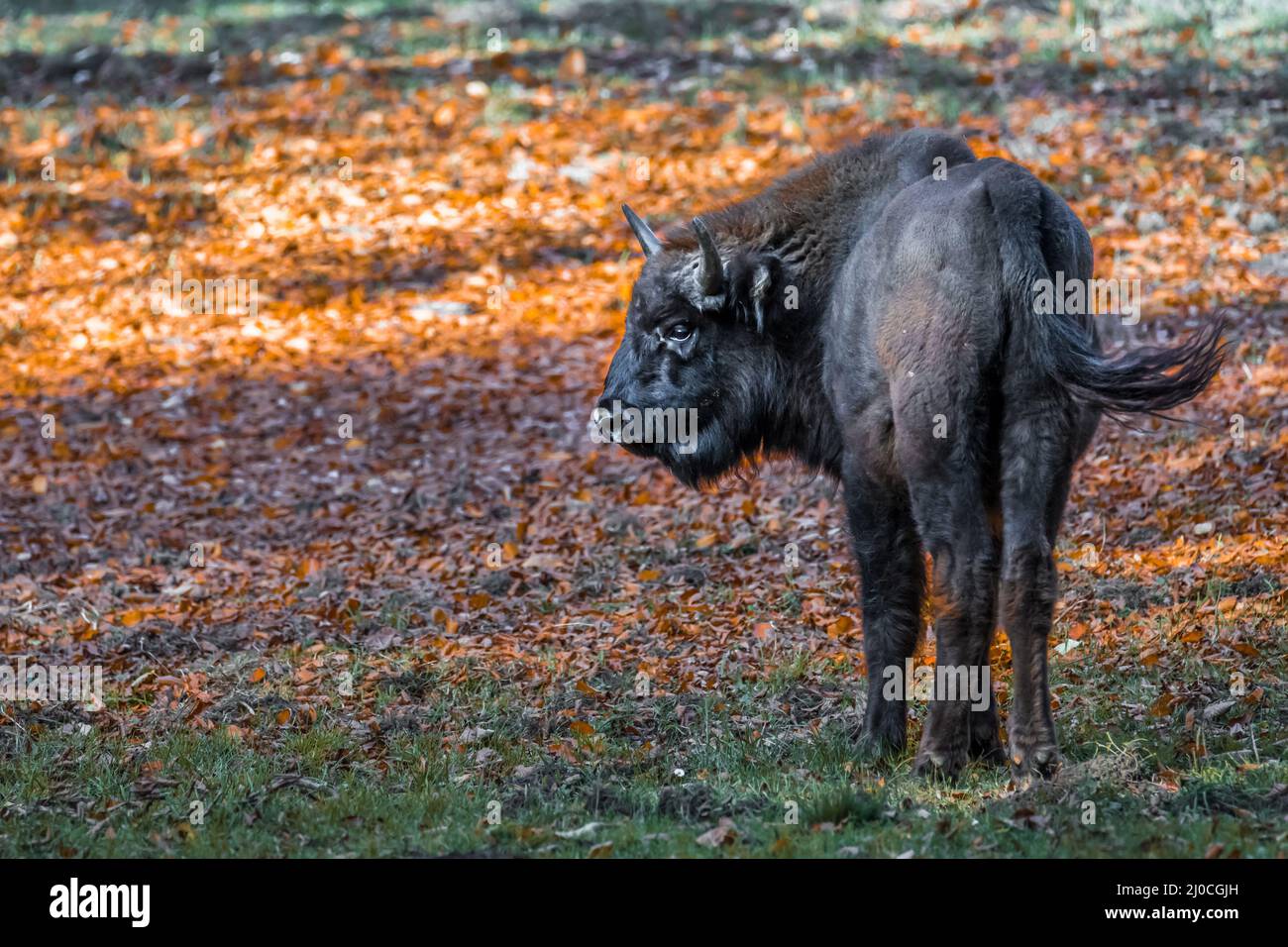 Wisent semblable au buffle dans un parc national dans la forêt bavaroise sur un jour d'automne ensoleillé d'or, Allemagne Banque D'Images