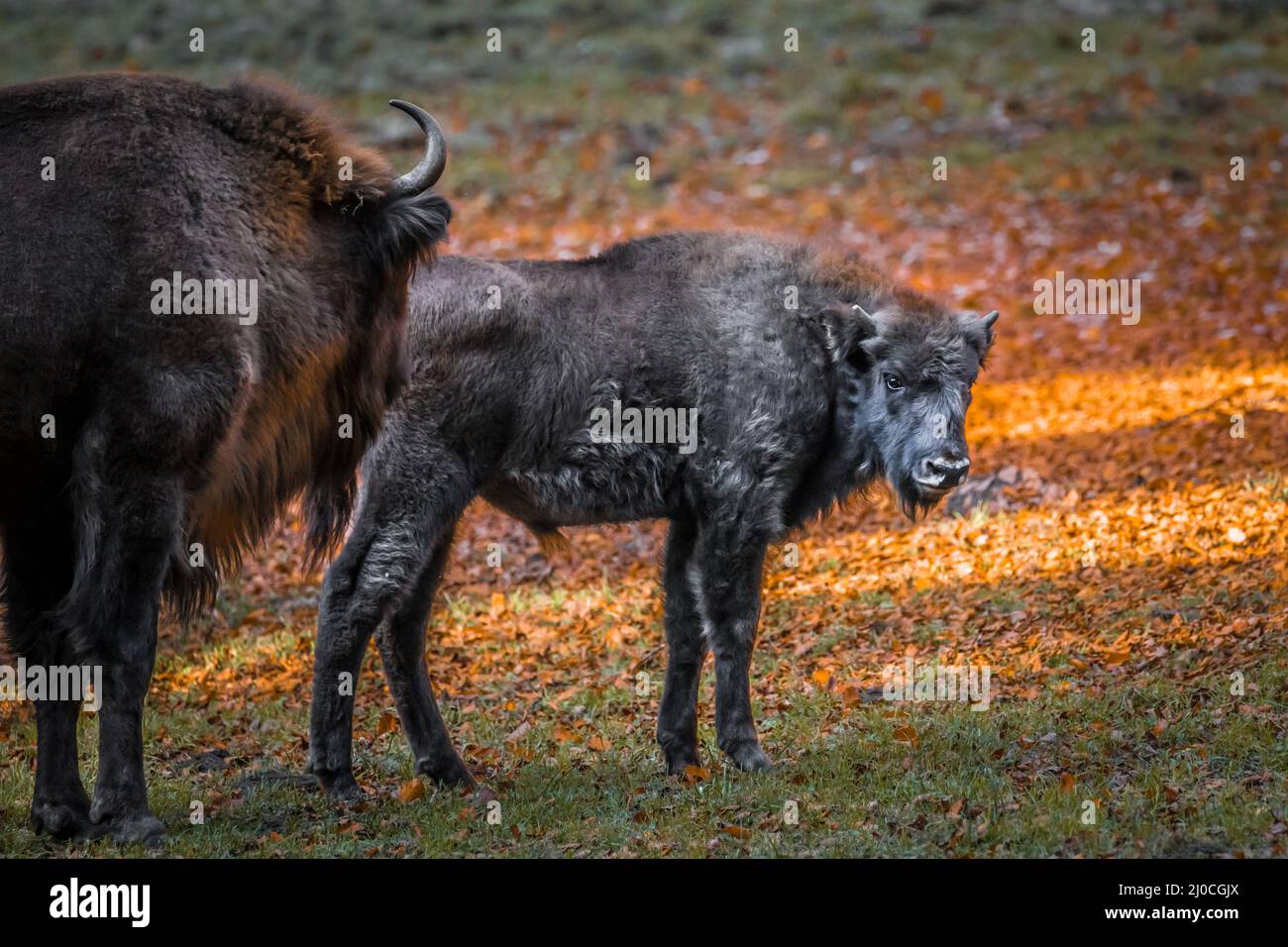 Wisent semblable au buffle dans un parc national dans la forêt bavaroise sur un jour d'automne ensoleillé d'or, Allemagne Banque D'Images