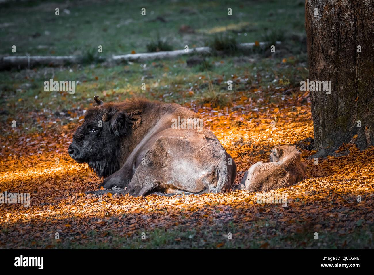 Wisent semblable au buffle dans un parc national dans la forêt bavaroise sur un jour d'automne ensoleillé d'or, Allemagne Banque D'Images