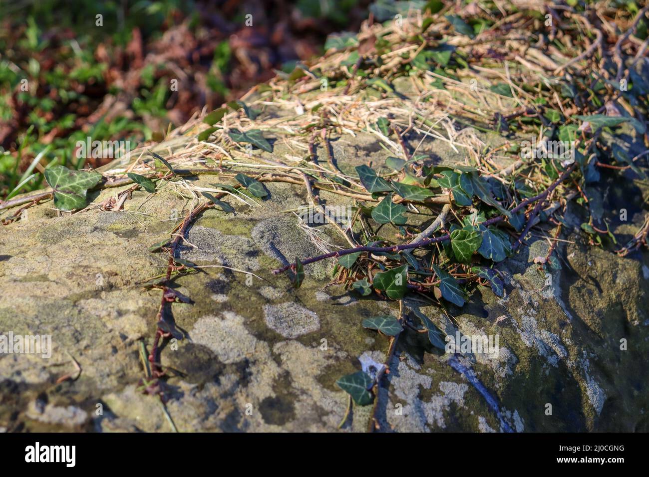 Vieux mur de pierre avec Ivy Hedera rampant croissant sur elle Banque D'Images