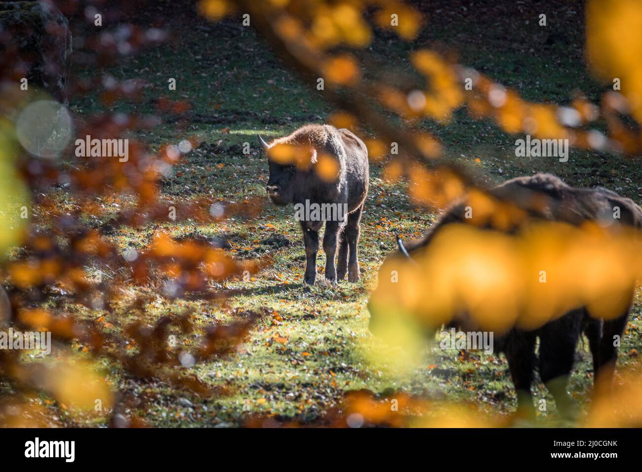 Wisent semblable au buffle dans un parc national dans la forêt bavaroise sur un jour d'automne ensoleillé d'or, Allemagne Banque D'Images