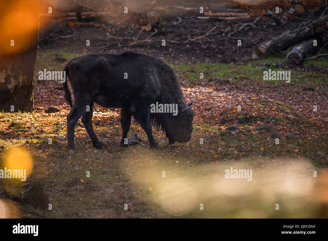Wisent semblable au buffle dans un parc national dans la forêt bavaroise sur un jour d'automne ensoleillé d'or, Allemagne Banque D'Images