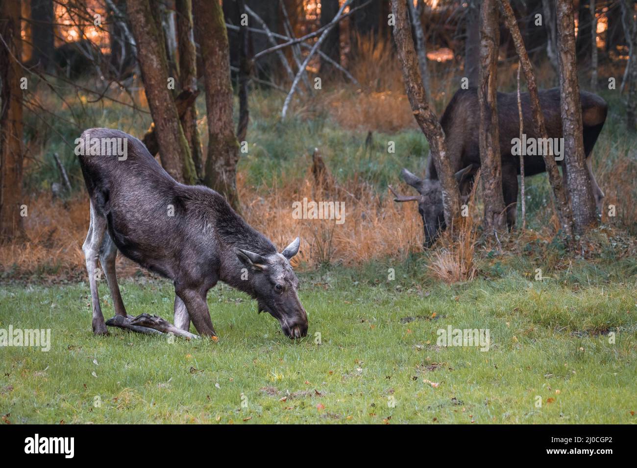 Élans dans un parc national de la forêt bavaroise, le jour d'automne ensoleillé d'or, en Allemagne Banque D'Images