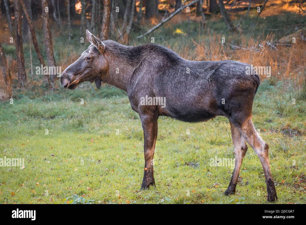 Élans dans un parc national de la forêt bavaroise, le jour d'automne ensoleillé d'or, en Allemagne Banque D'Images