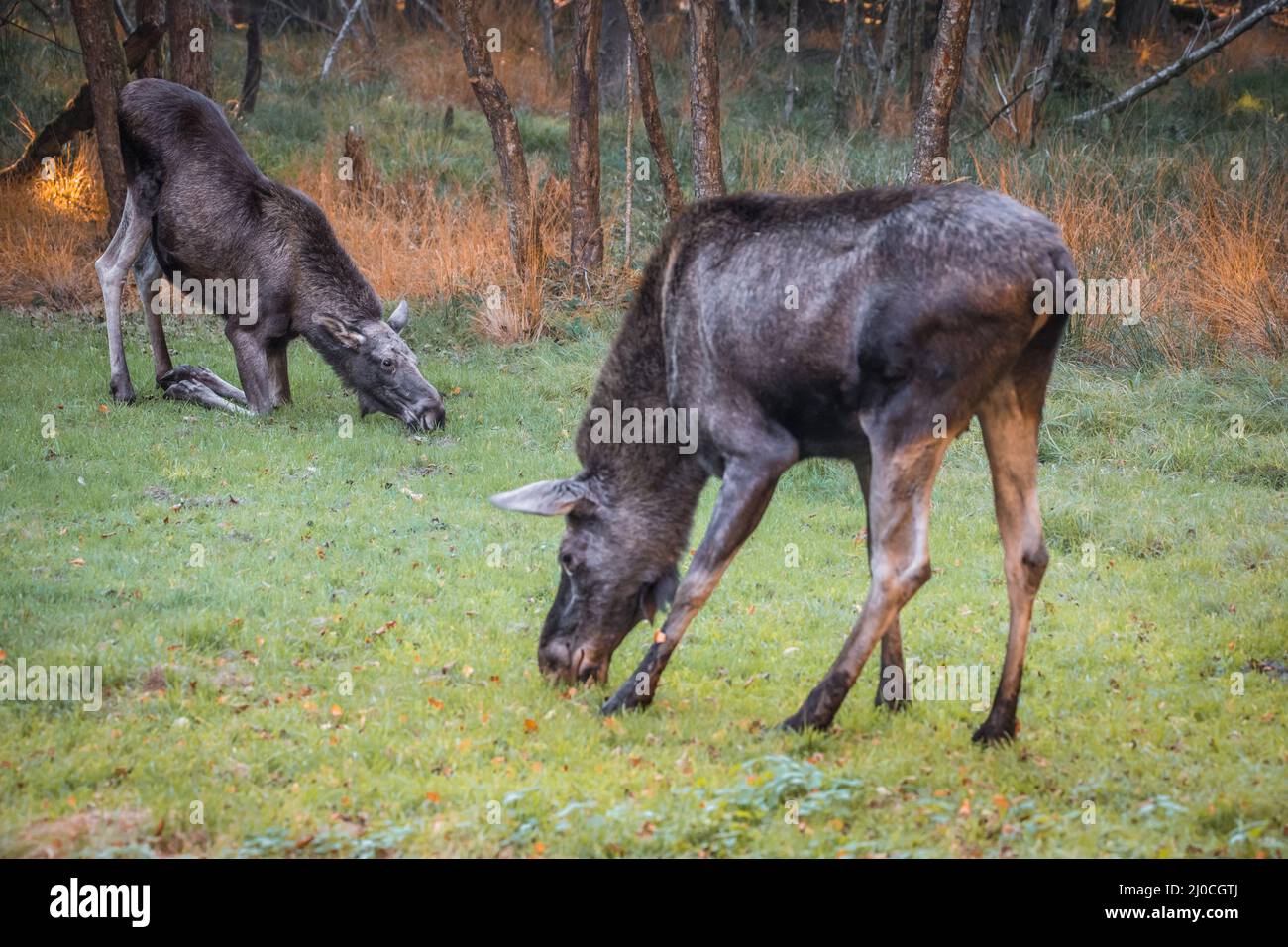 Élans dans un parc national de la forêt bavaroise, le jour d'automne ensoleillé d'or, en Allemagne Banque D'Images