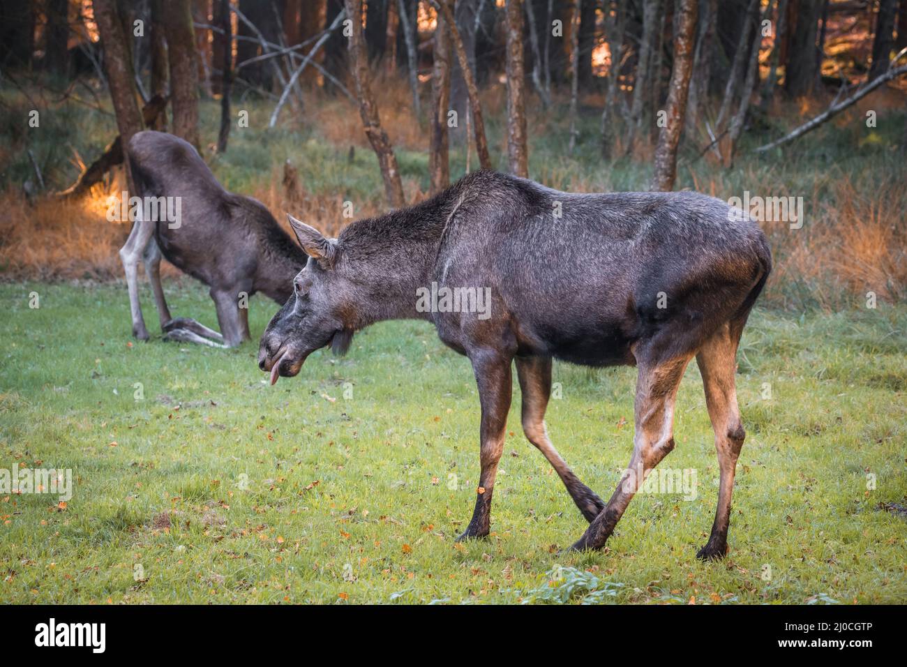 Élans dans un parc national de la forêt bavaroise, le jour d'automne ensoleillé d'or, en Allemagne Banque D'Images