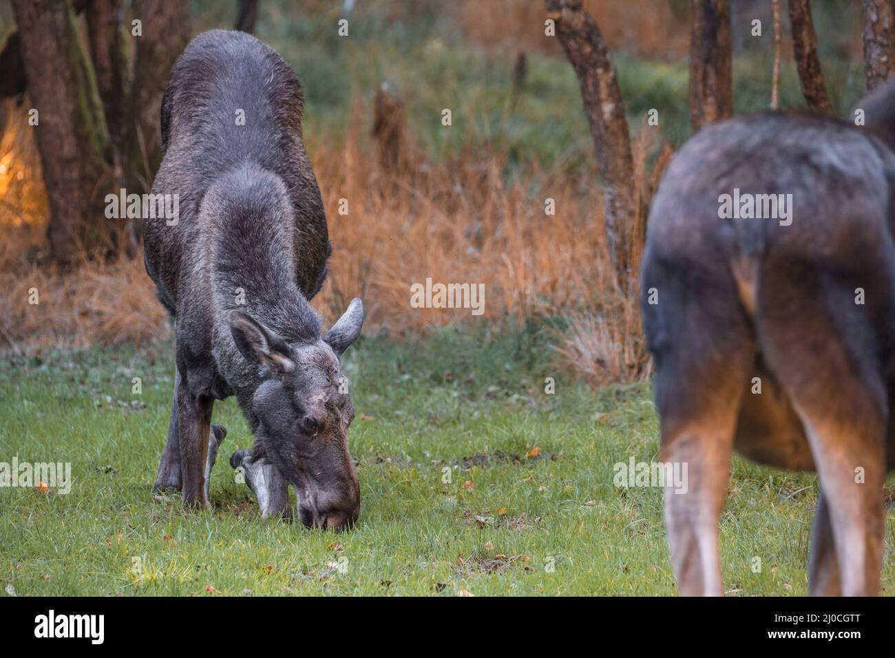 Élans dans un parc national de la forêt bavaroise, le jour d'automne ensoleillé d'or, en Allemagne Banque D'Images