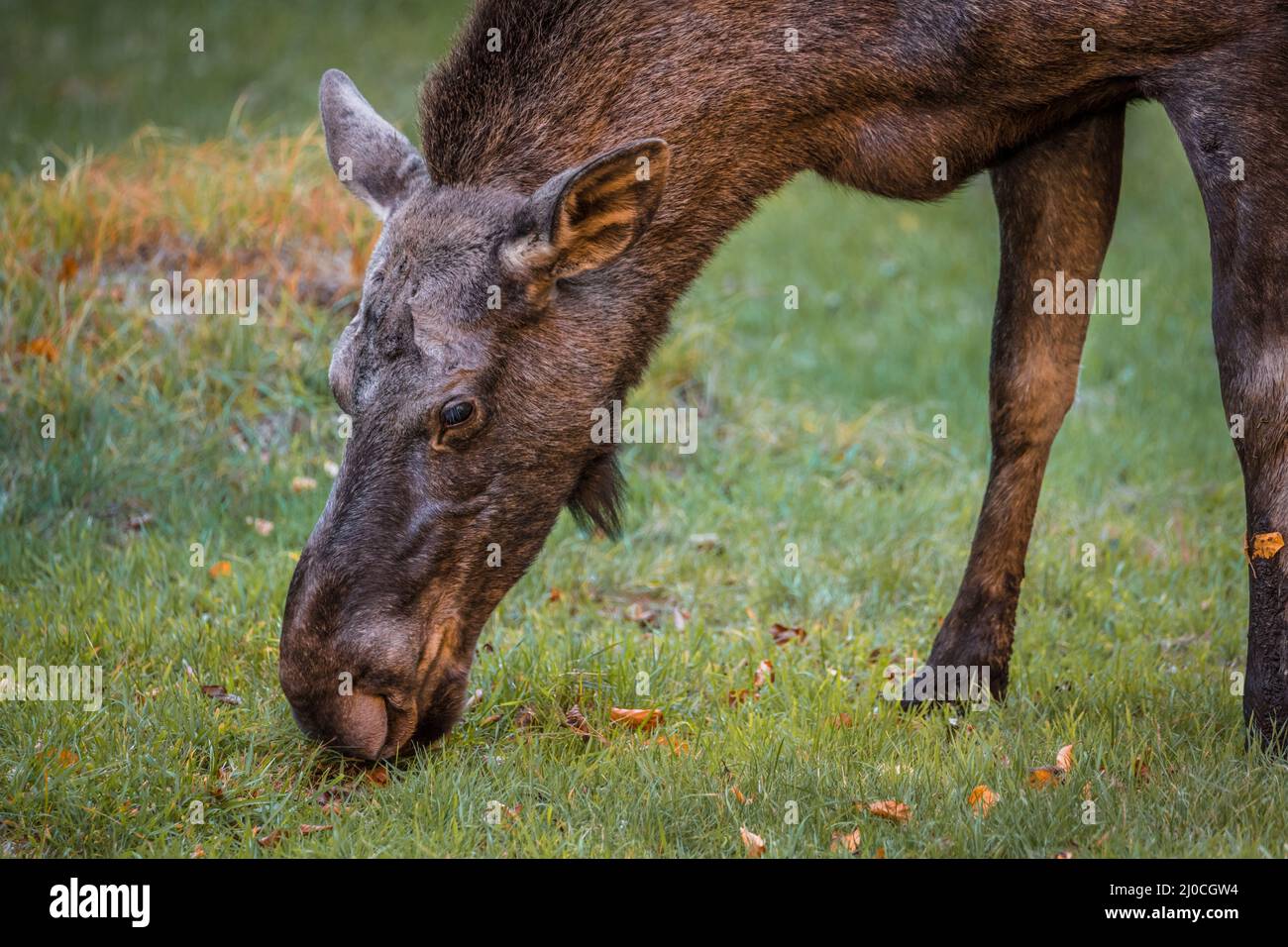 Élans dans un parc national de la forêt bavaroise, le jour d'automne ensoleillé d'or, en Allemagne Banque D'Images