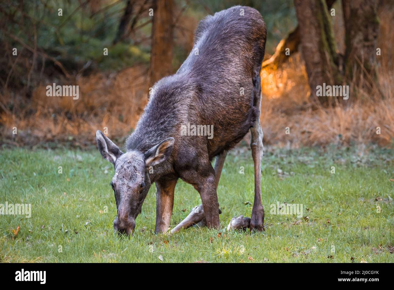 Élans dans un parc national de la forêt bavaroise, le jour d'automne ensoleillé d'or, en Allemagne Banque D'Images