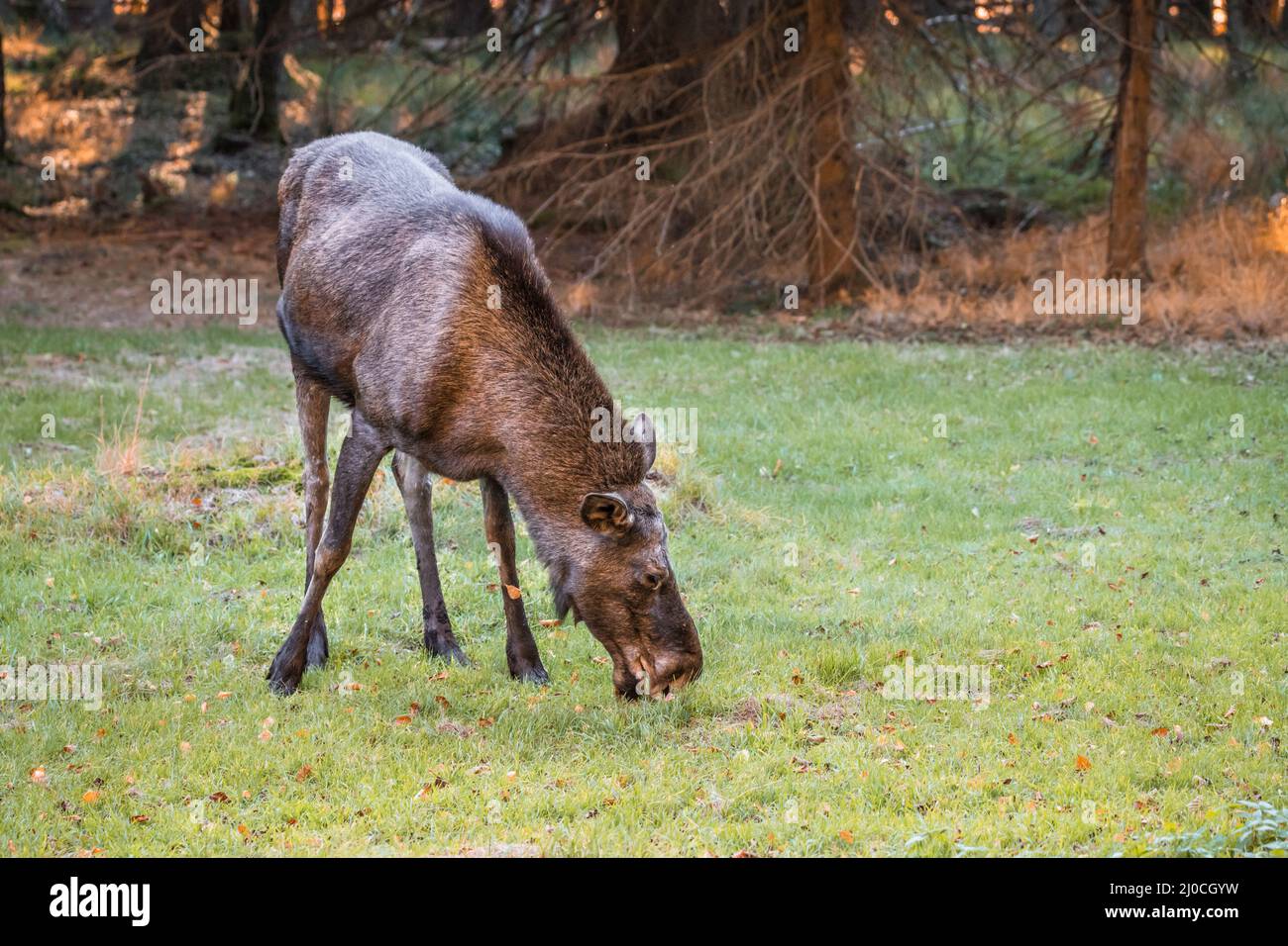 Élans dans un parc national de la forêt bavaroise, le jour d'automne ensoleillé d'or, en Allemagne Banque D'Images