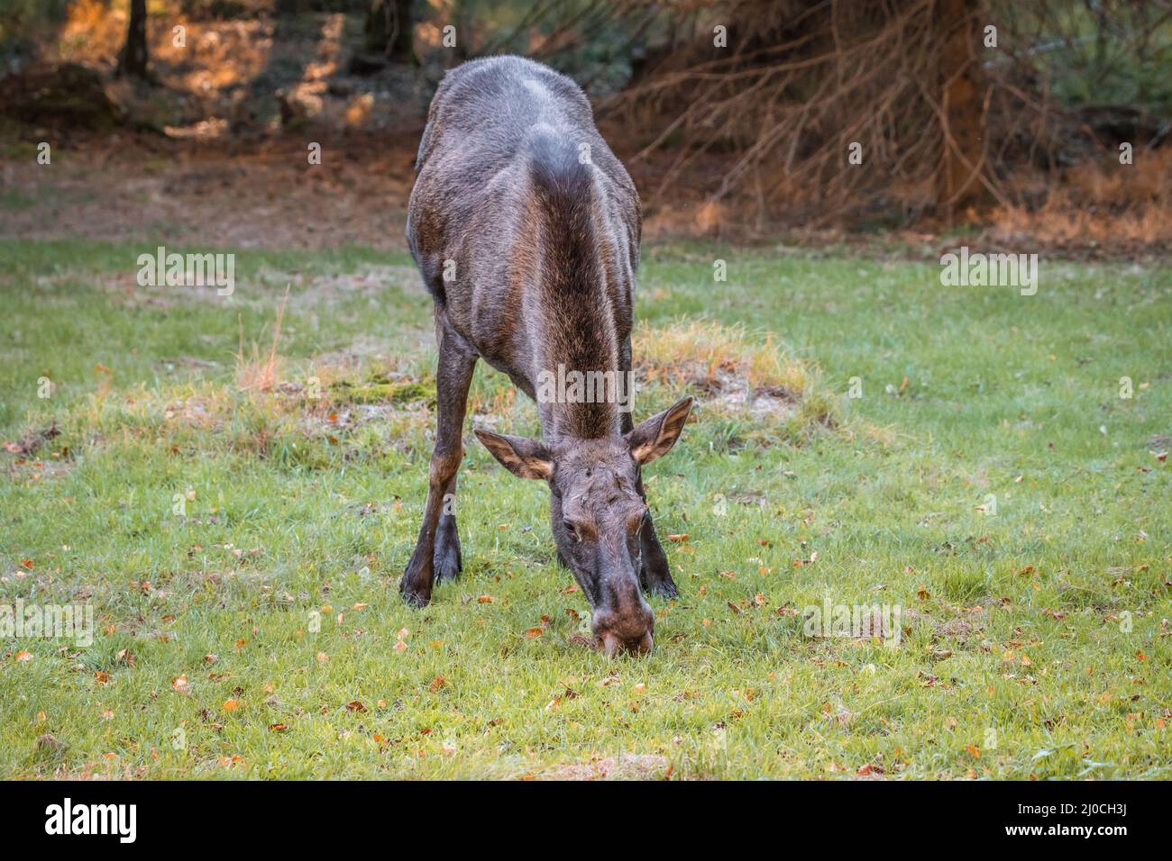 Élans dans un parc national de la forêt bavaroise, le jour d'automne ensoleillé d'or, en Allemagne Banque D'Images