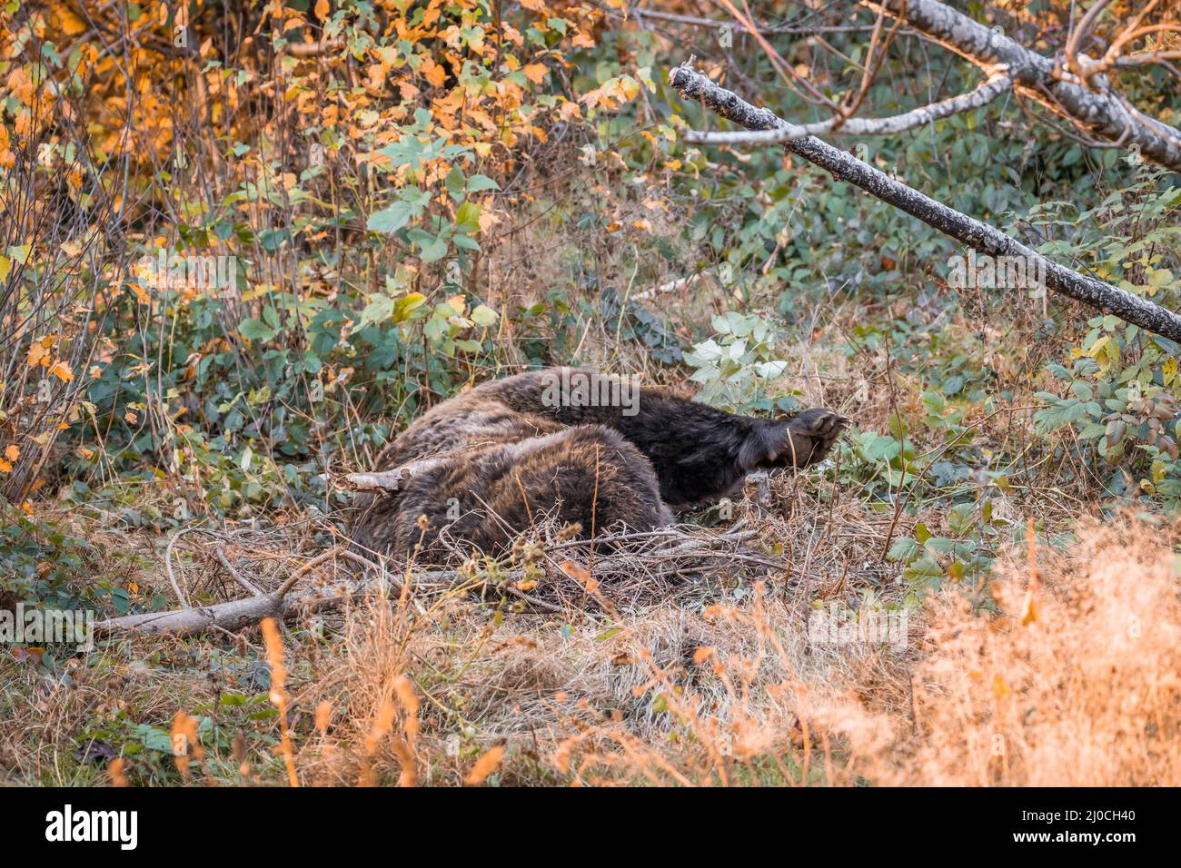 Ours brun dans un parc national de la forêt bavaroise, le jour d'automne ensoleillé d'or, en Allemagne Banque D'Images
