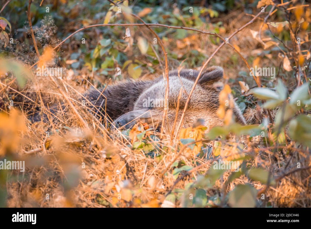 Ours brun dans un parc national de la forêt bavaroise, le jour d'automne ensoleillé d'or, en Allemagne Banque D'Images